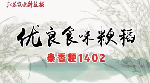 優良食味粳稻